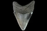 Fossil Megalodon Tooth - South Carolina #90760-2